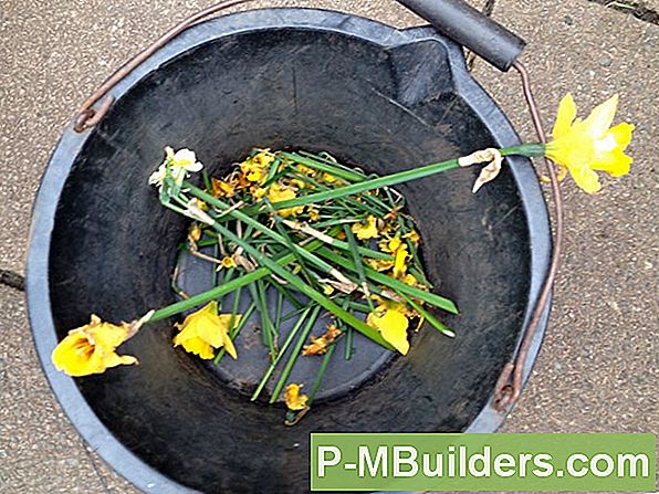 Deadheading Hyacinth Bulbs