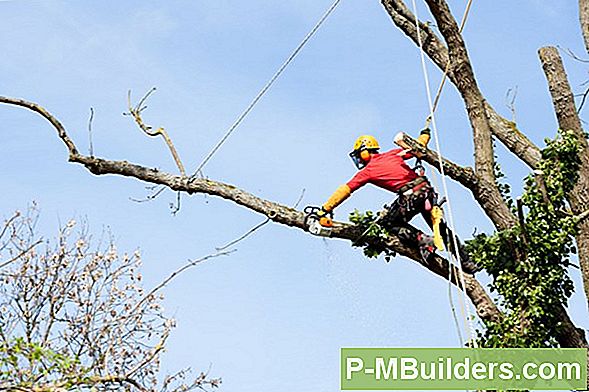 Leibomen Fruitbomen: Snoeien En Trainen