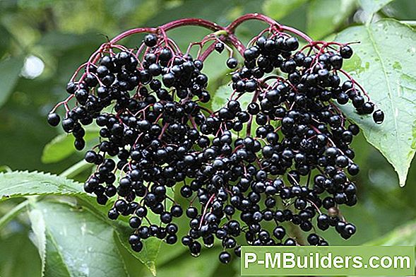 Een Blueberry Bush: Plant, Water En Mest