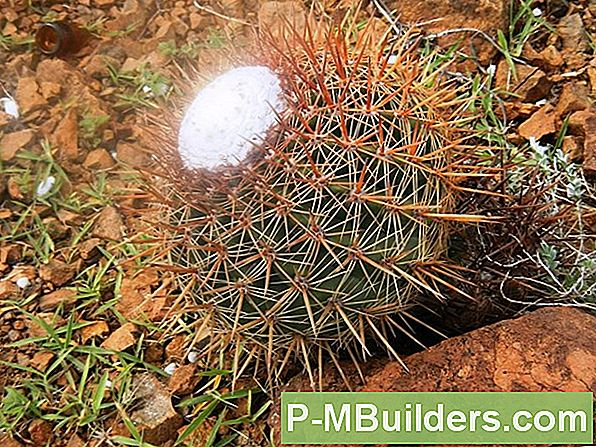 Groeiende Cactus: Speldenkussen-Cactussen