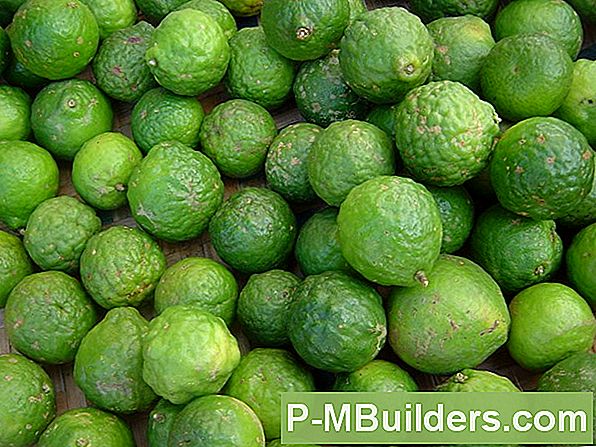 Een Lime Tree Binnen Laten Groeien