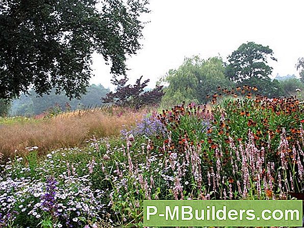 Gids Voor Het Planten Van Crêpe Myrtle