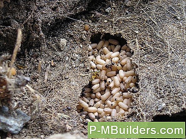 Hoe Deter Ants Uit De Tuin