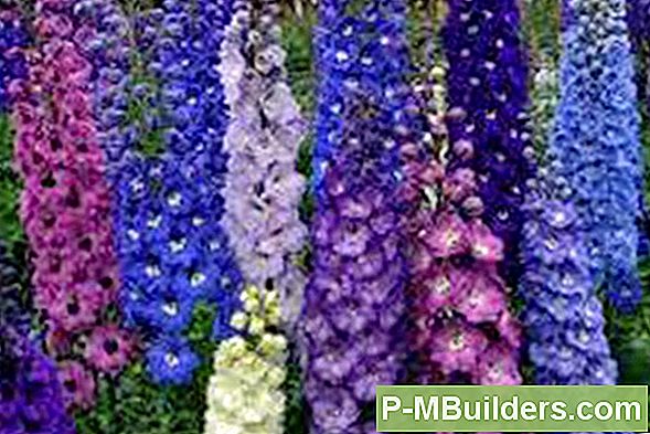 Delphinium Haigused Ja Kahjuritõrje