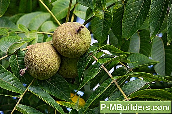 Een Walnut Tree In Een Container Laten Groeien