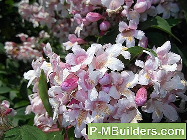Hoe Een Weigela Groeien Uit Seeds