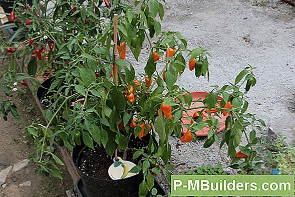 Catnip Planten En Kweken