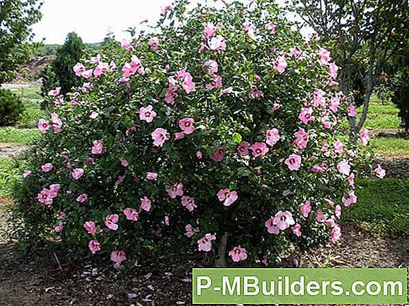 Plant En Groei Rose Of Sharon