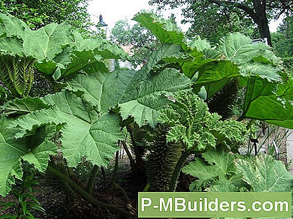 Planten Rabarber