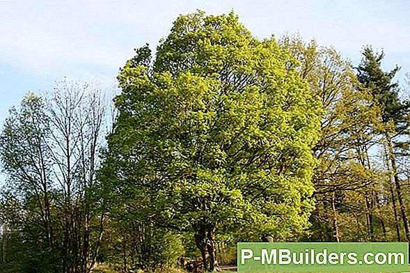 Een Jonge Iep Tree Planten