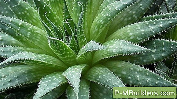 Een Aloƫ Vera Plant Transplanteren