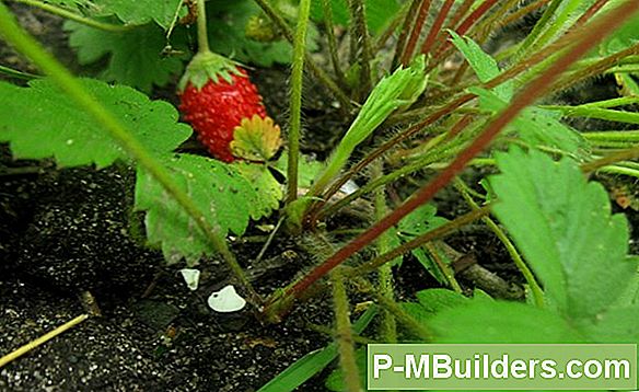 Strawberry Runners