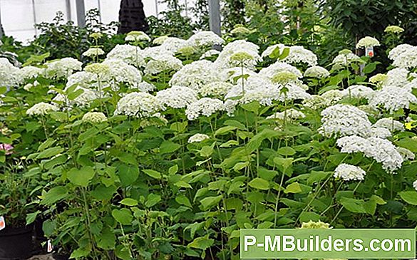 Hur Trim Shrubbery Att Se Naturliga