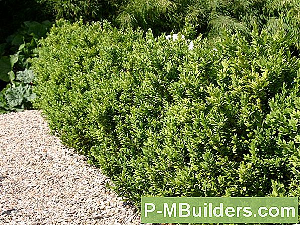 Japanse Buxus Versus Gewone Buksen