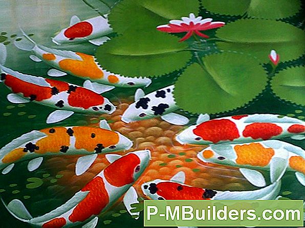 Koi Pond Construction Misstag Du Kan Undvika