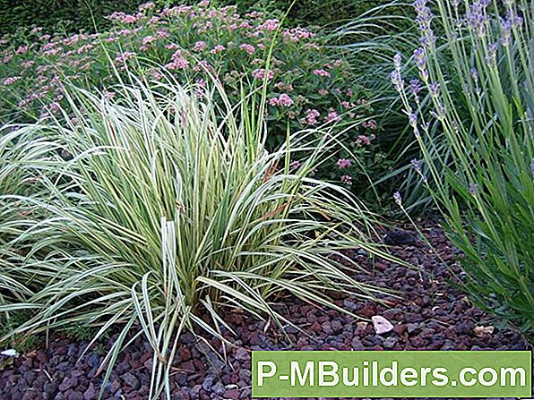 Mulch Uw Tuin Met Geplette Schelpen