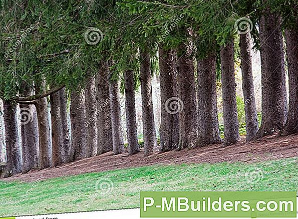 Noorwegen Spruce Tree Feiten En Verzorging