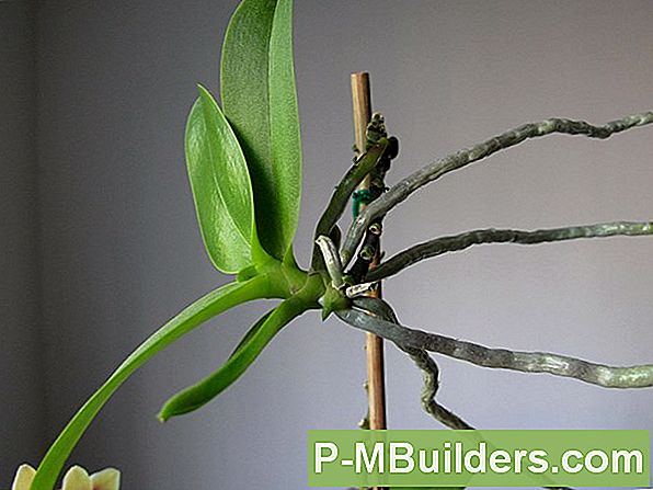 Orchid Stem Propogation: A How To