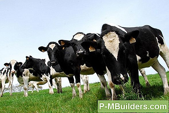Biologische Fruit-Controlerende Bodem Ph