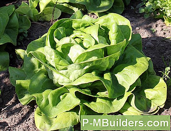 Planten Iceberg Lettuce Seeds