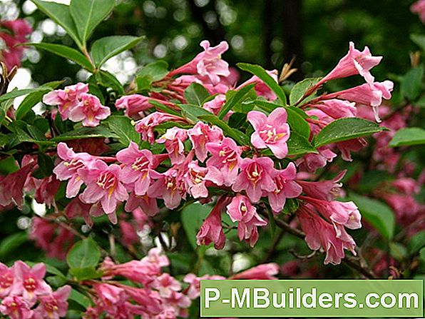 Weigela Külvamine Linnuliikide Külge