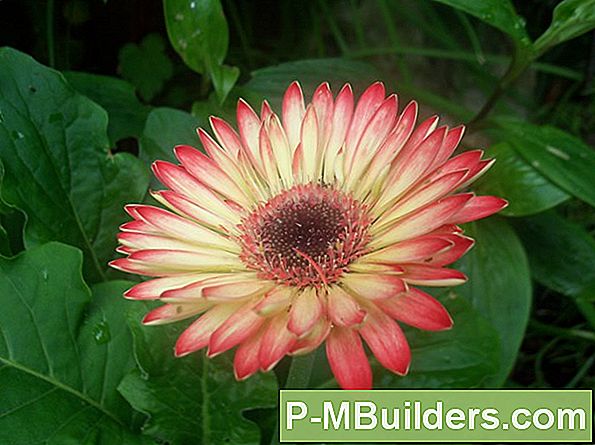 Planten Naar Companion Plant Met Gerber Daisies