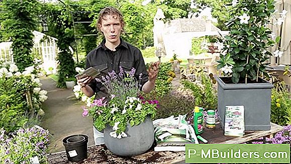 Oppotten Versus Planten Camellia-Bloemen