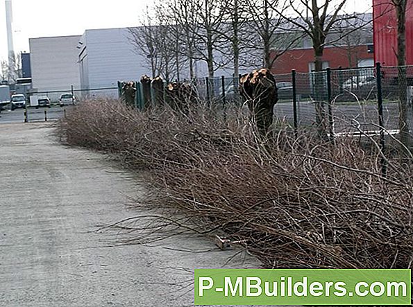 Snoeien En Propageren Engelvleugel Begonia Stekken