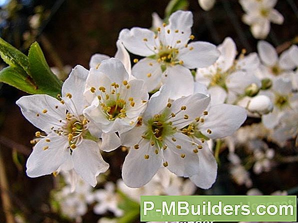 Snoeien Van Uw Pruimenboom: Tips En Instructies