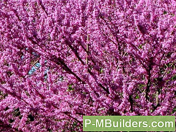 Redbud Trädbeskärning