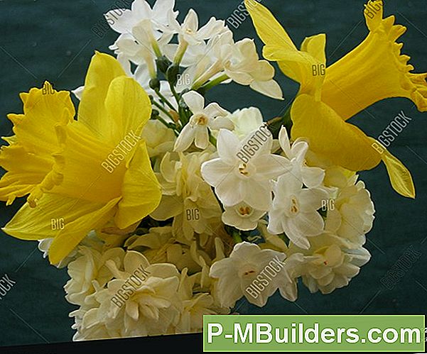 Narcissen Opslaan In De Winter