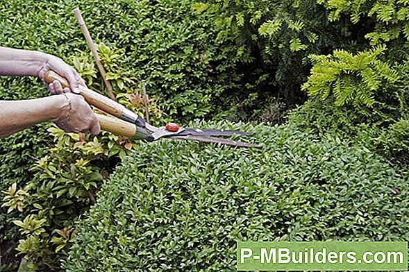 Het Verzorgen Van Een Appelboom