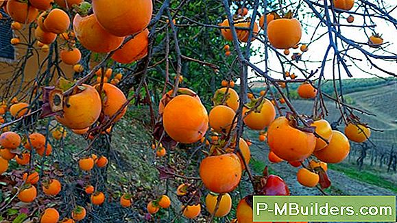 De Persimmon Tree Growing Regions