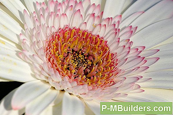 Een Gerbera Daisy Overplanten