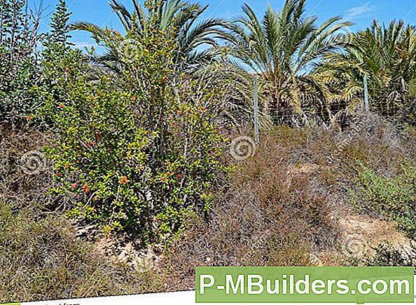 Een Granaatappelboom In Uw Landschap Gebruiken