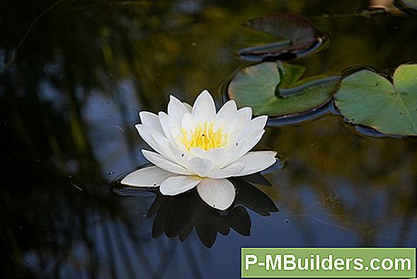 Waterlelies: Verzorgende Gids
