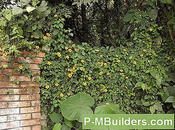 Black-Eyed Susan Vine Care