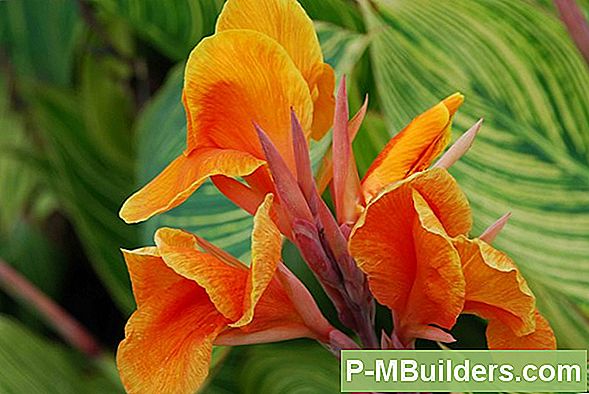 Canna Lily Care Guide