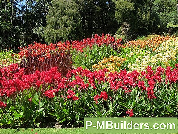 Canna Lily Pruning Tips