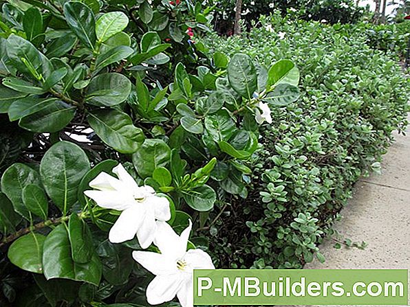 Plant Gardenias In 7 Eenvoudige Stappen
