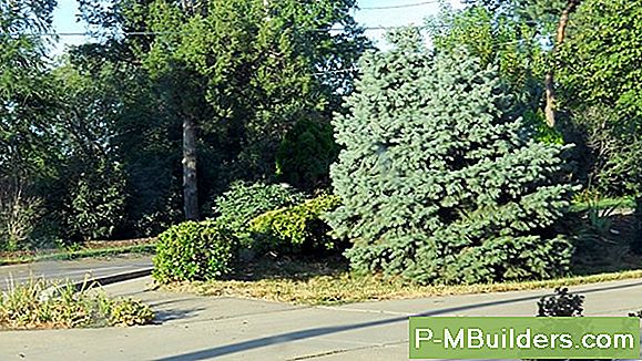 Colorado Blue Spruce Trees Explained