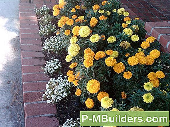 Container Kasvav Marigold