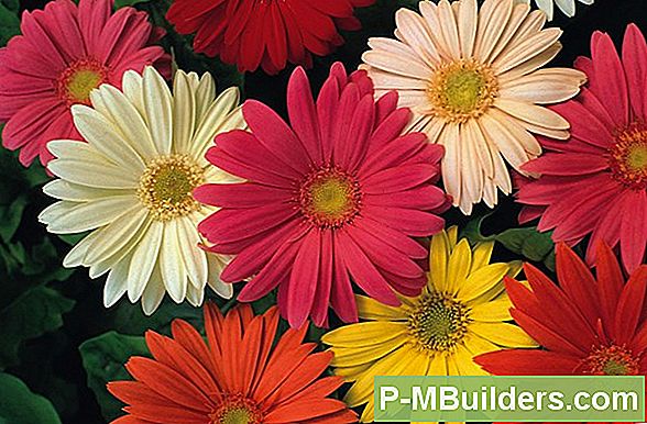 Gerbera Daisy Flower Lõikamine