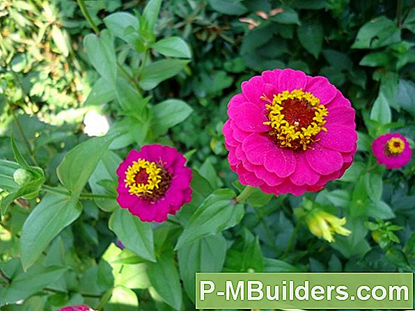 Deadheading A Zinnia