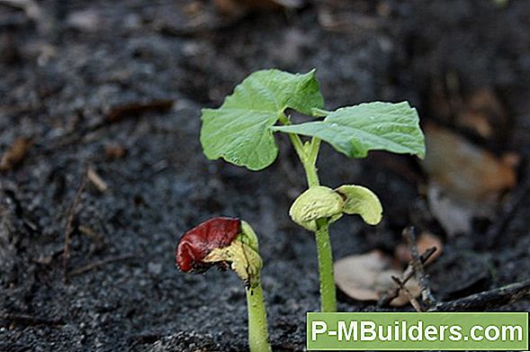 Grow Red Kidney Beans