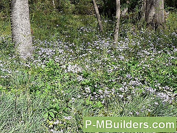 How To Deadhead A Gardenia