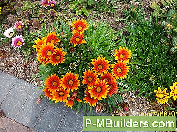 How To Grow A Gazania