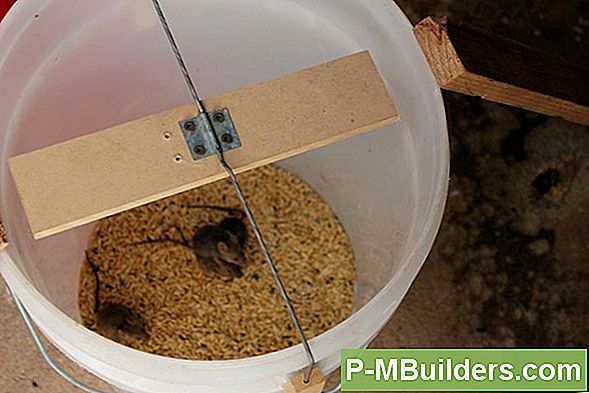 Kuidas Patareisid Oma Aia Tapmisest Hoiab