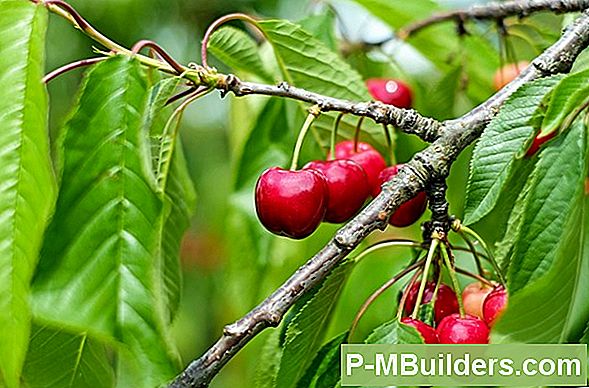 Kuidas Istutada Black Cherry Tree Farm
