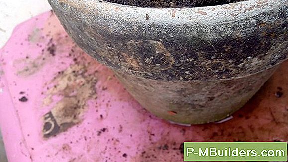 How To Propagate Dahlias